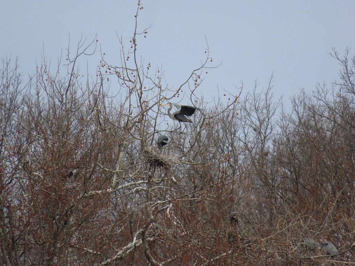 Great Blue Heron - ML632842527