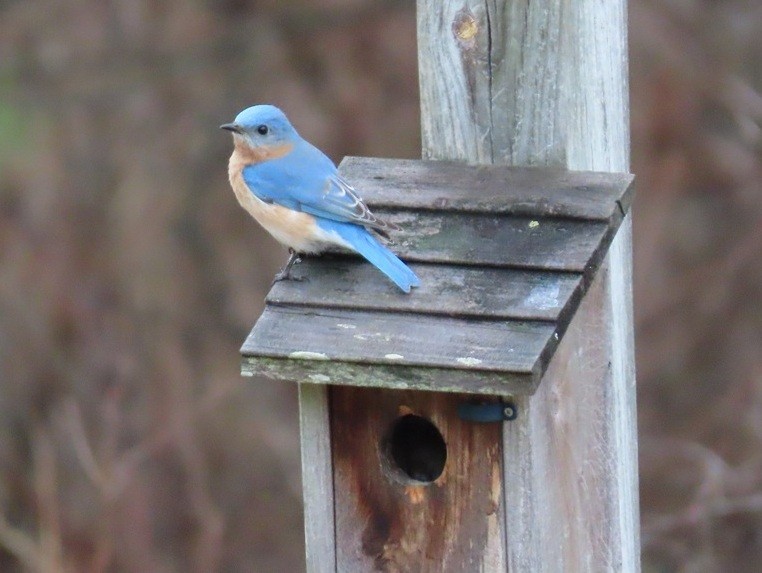 Eastern Bluebird - ML632842637