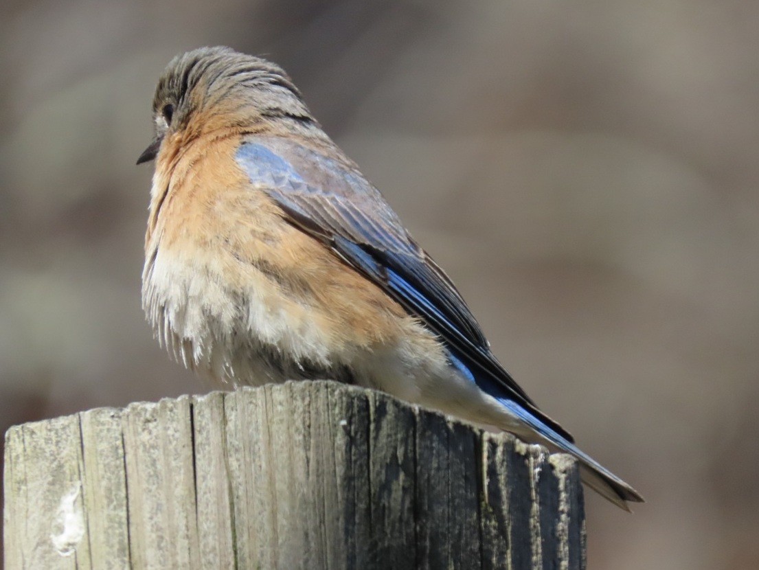 Eastern Bluebird - ML632842645