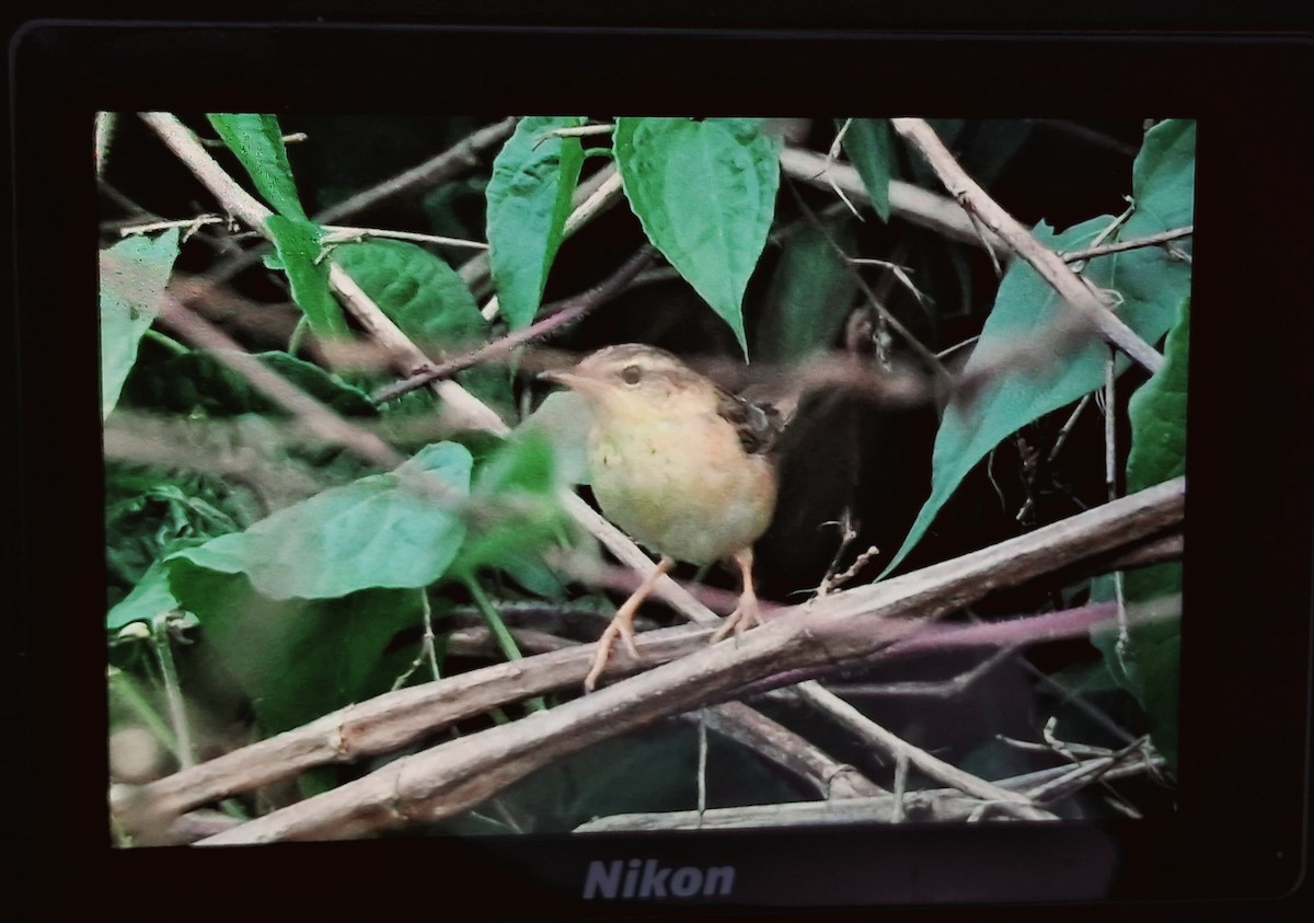 חרגולן סיבירי - ML632842679