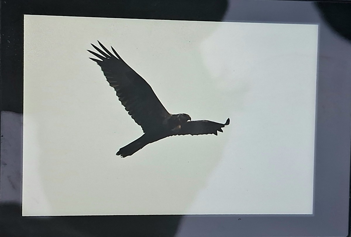 זרון עקוד - ML632842727