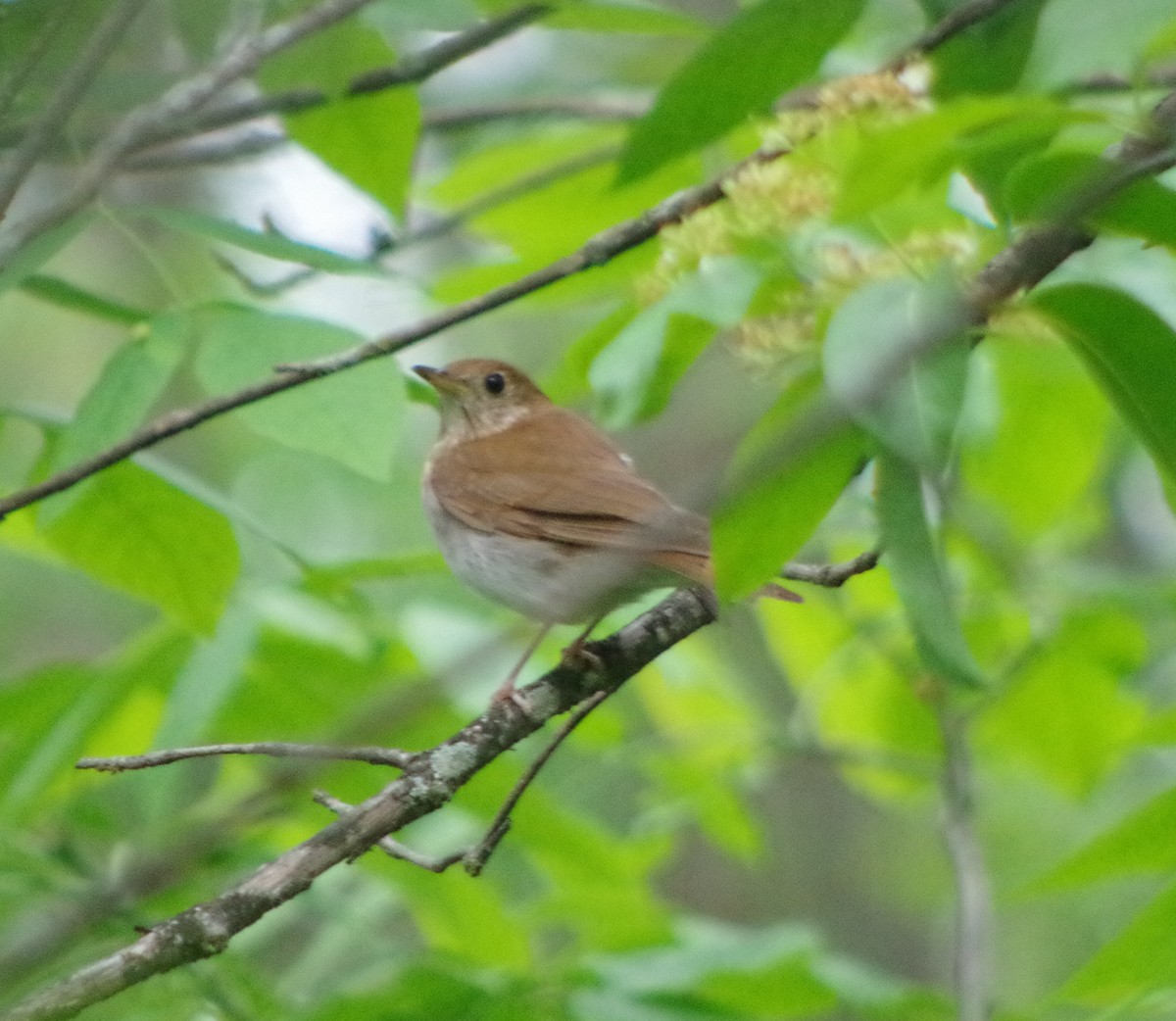 Veery - Francois Lampron