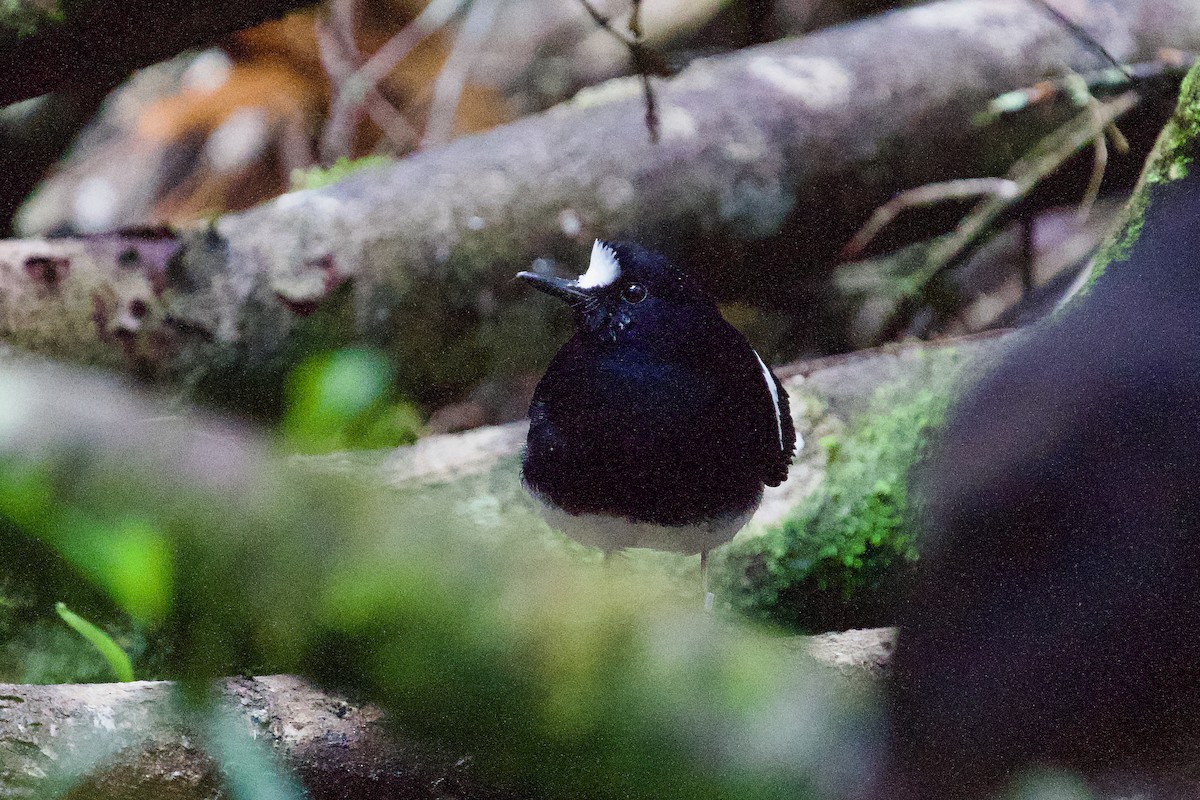 Bornean Forktail - ML632842816