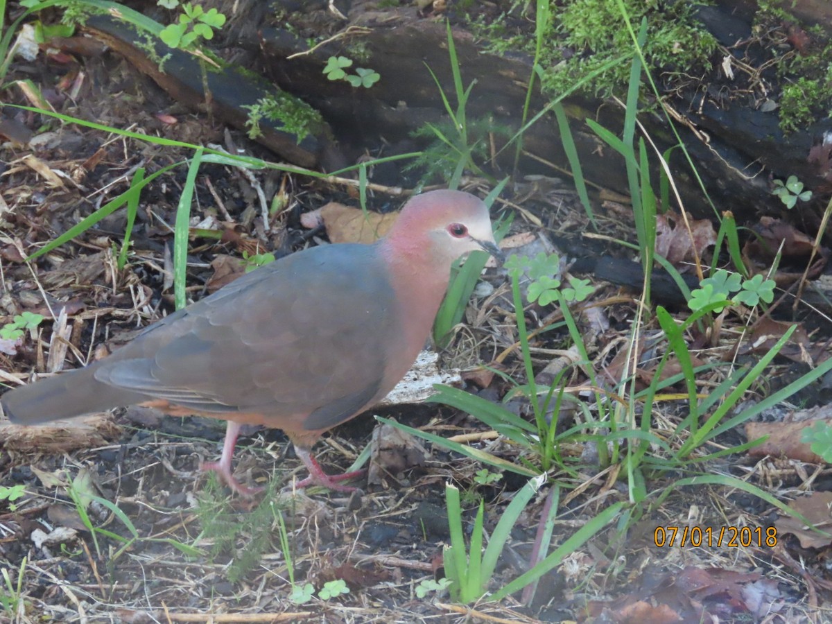 Lemon Dove - ML632842938