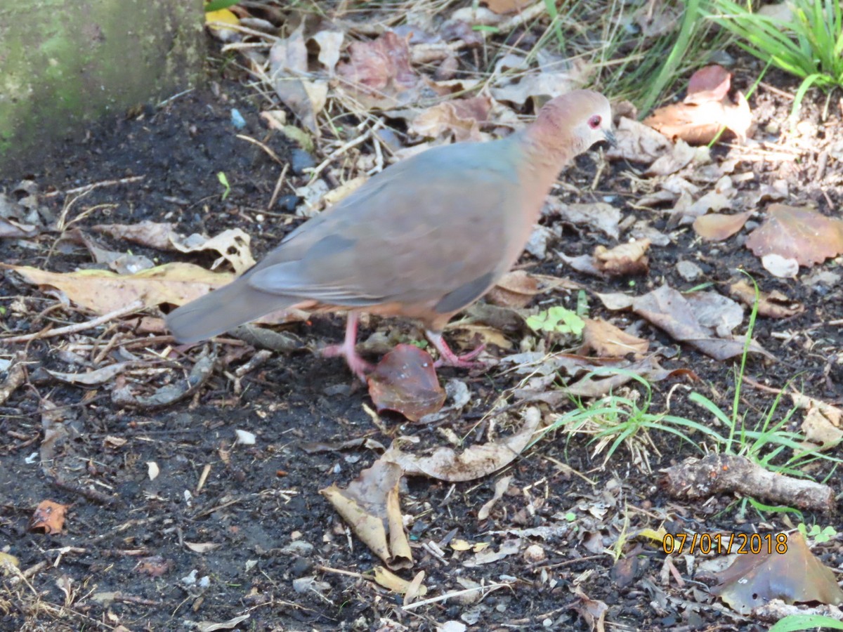 Lemon Dove - ML632842939