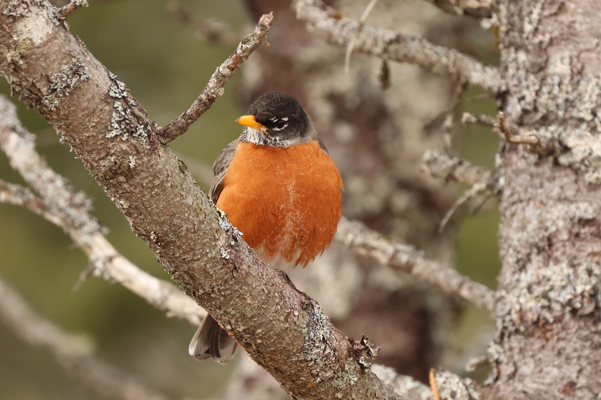 American Robin - ML632842946