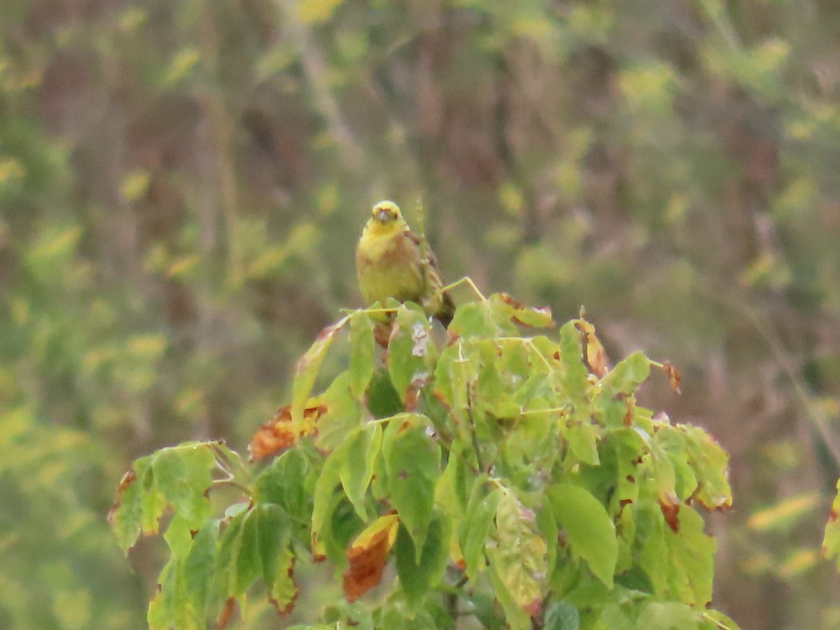 Yellowhammer - ML632842967