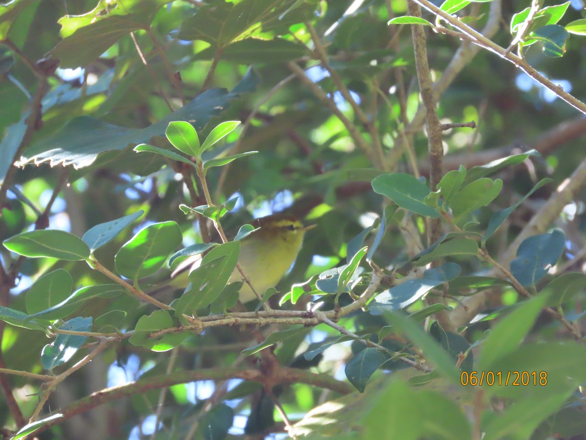 Yellow-throated Woodland-Warbler - ML632843017