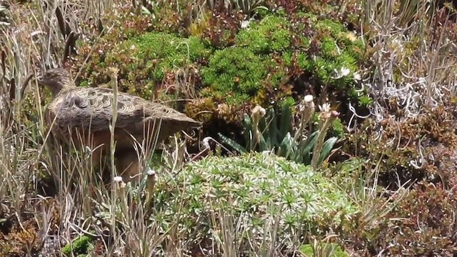 Rufous-bellied Seedsnipe - ML632843029