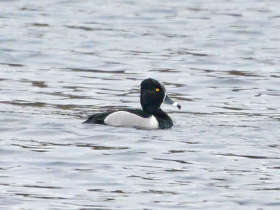 Ring-necked Duck - Roger Horn