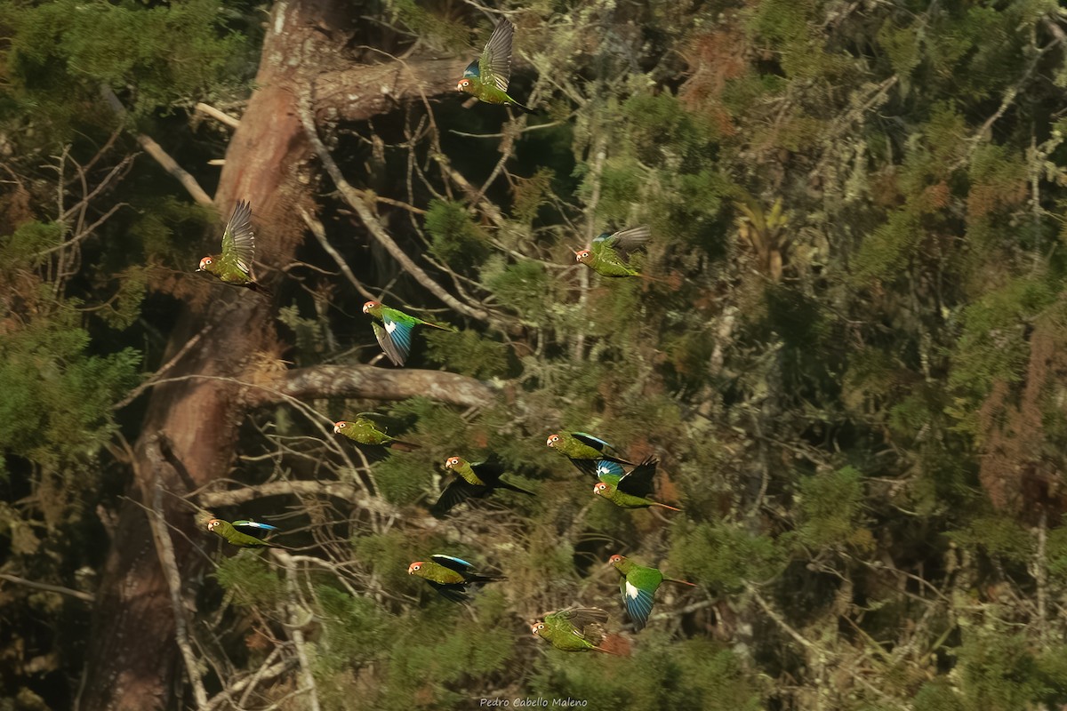 Rose-headed Parakeet - ML632843889