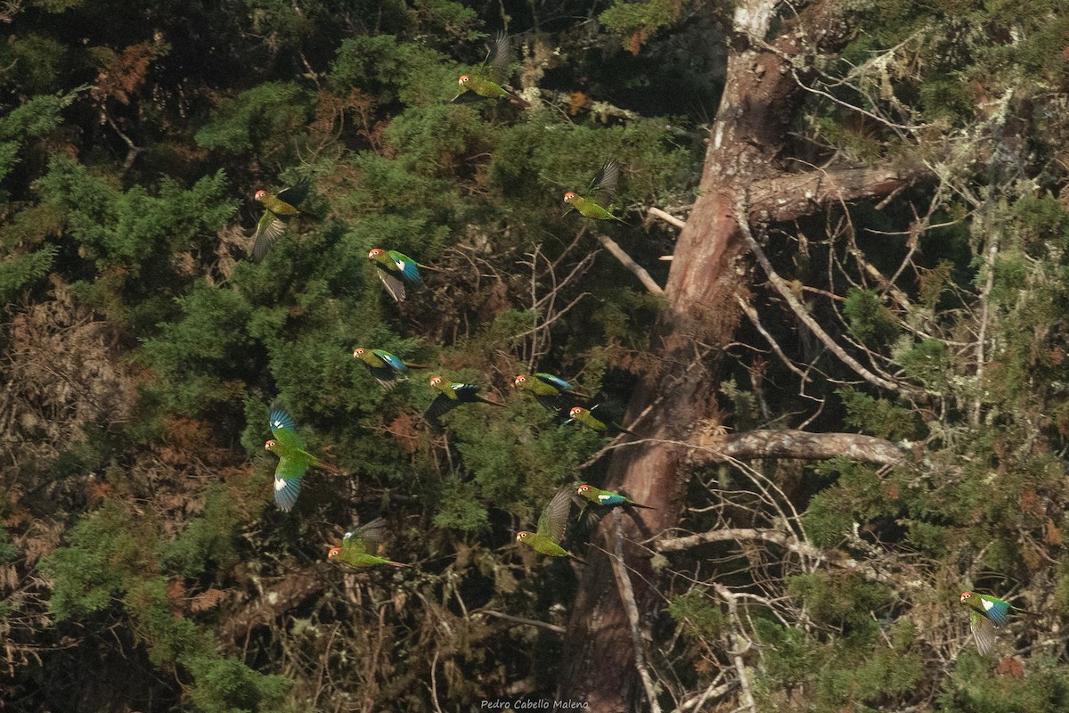 Rose-headed Parakeet - ML632843890