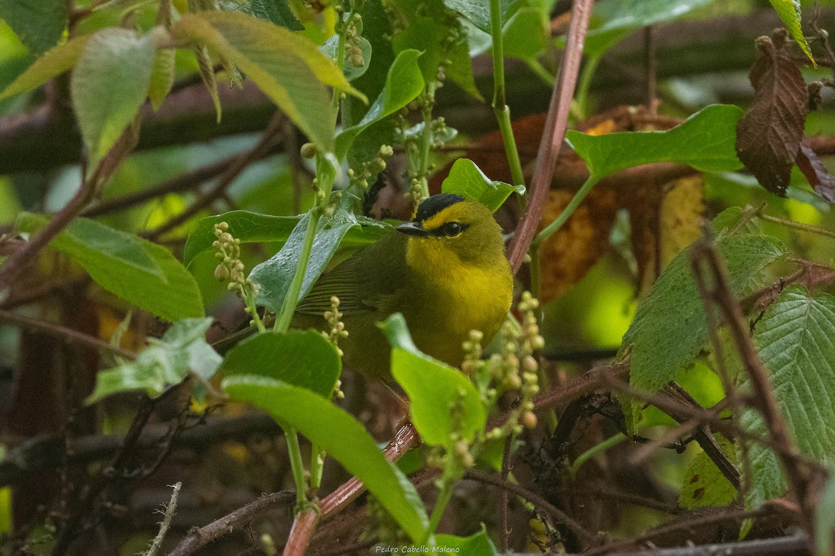 Black-crested Warbler - ML632843940