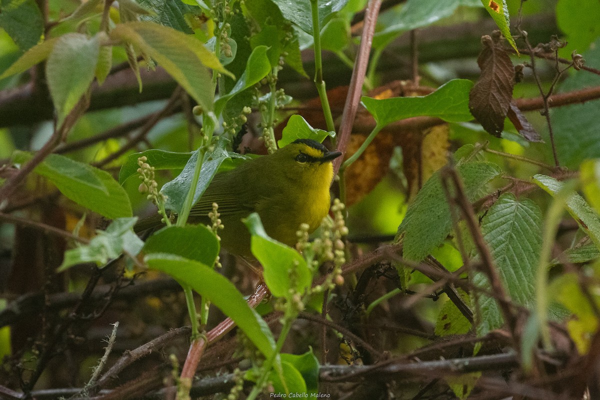 Black-crested Warbler - ML632843941