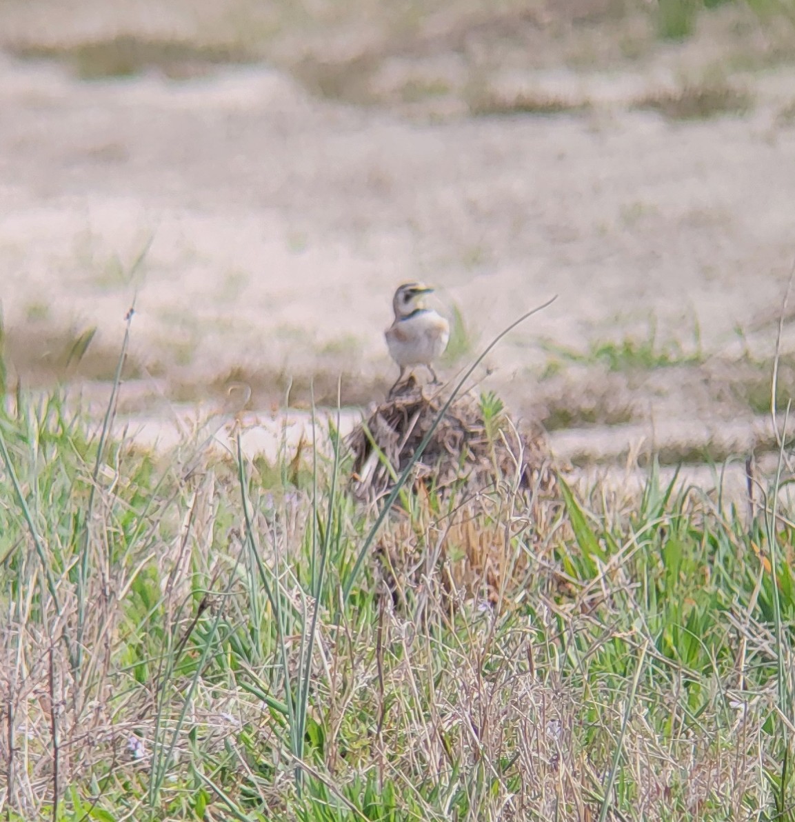 Horned Lark - ML632844055