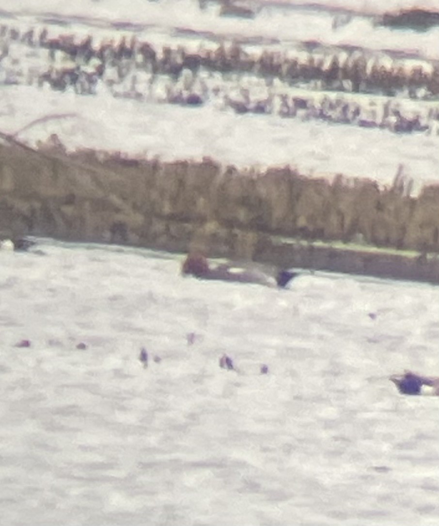 Eurasian Wigeon - ML632844203