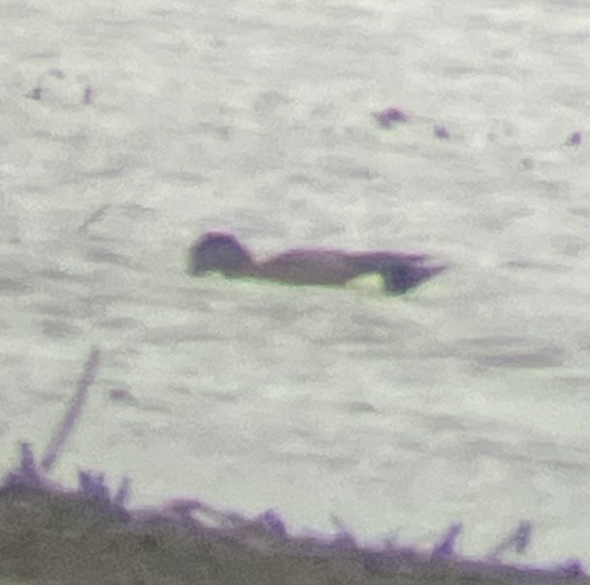 American Wigeon - ML632844210