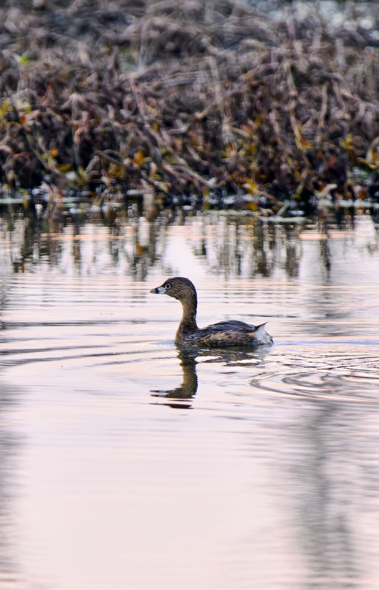 Grèbe à bec bigarré - ML632844296