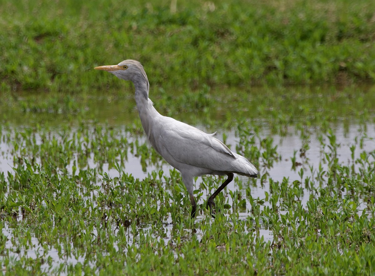 Western Cattle-Egret - ML632844534