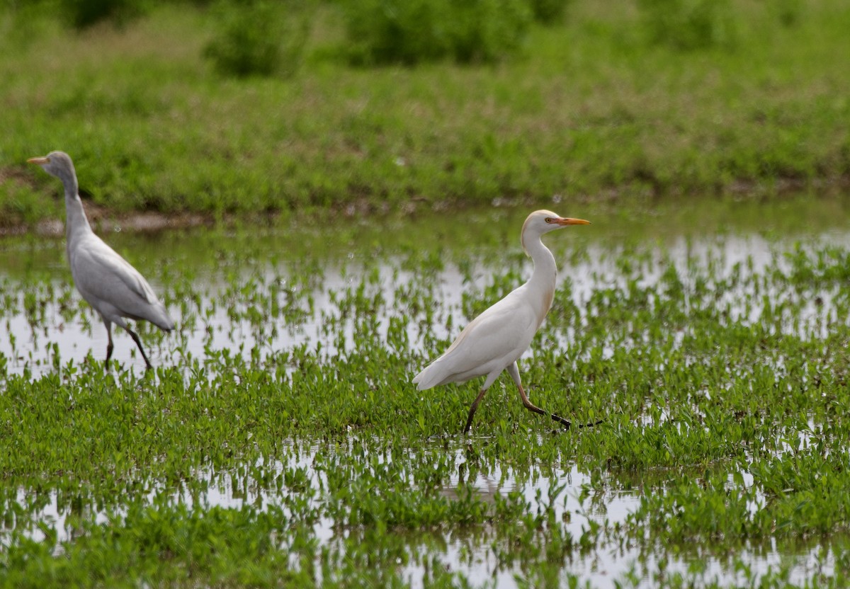 Western Cattle-Egret - ML632844535