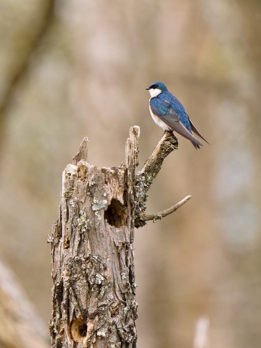 Hirondelle bicolore - ML632844581