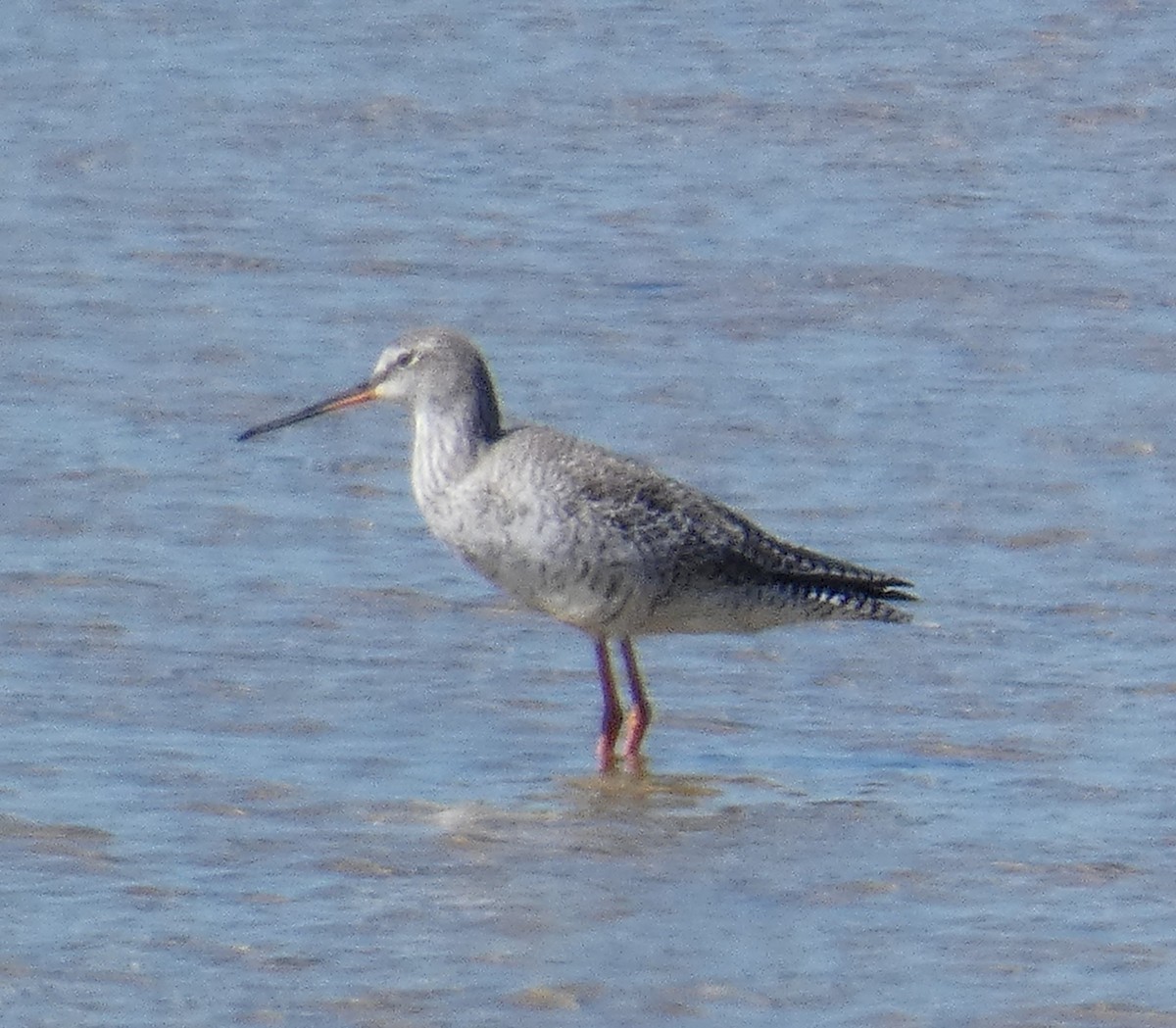 Spotted Redshank - ML632844608