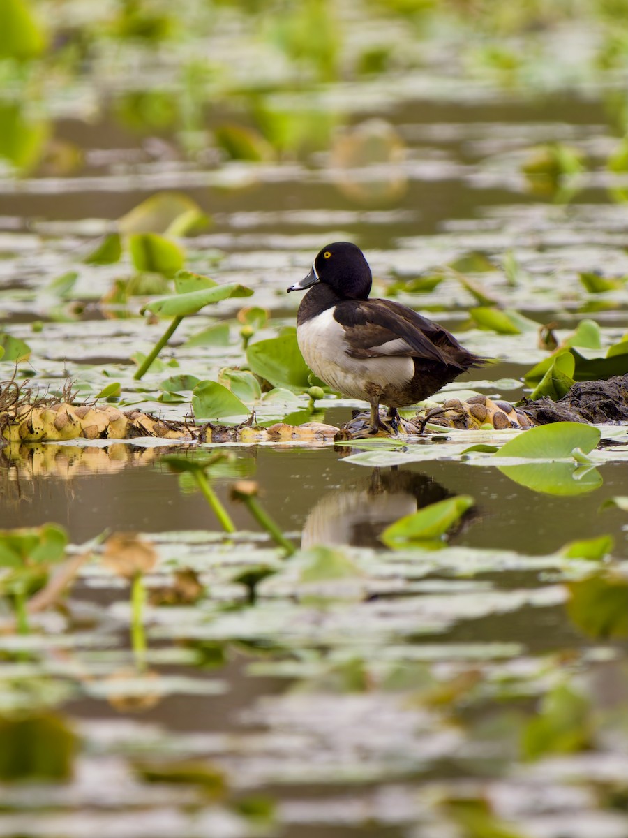 Fuligule à collier - ML632844626