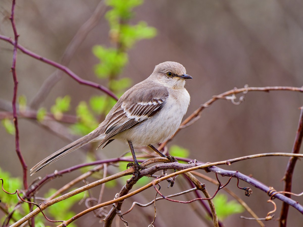 Moqueur polyglotte - ML632844694