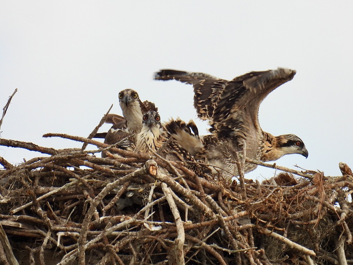 Falco pescatore - ML632844756