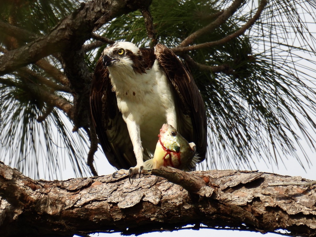 Falco pescatore - ML632844757