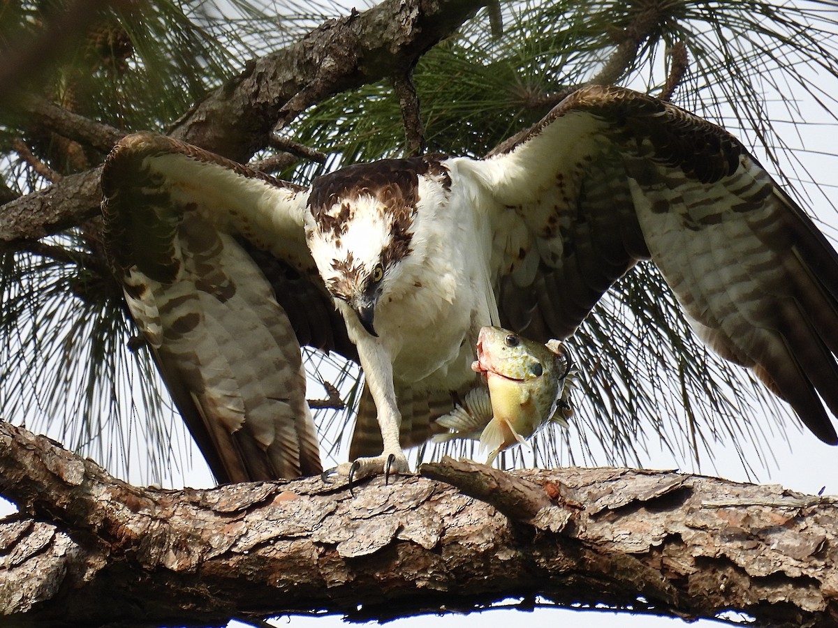 Falco pescatore - ML632844758