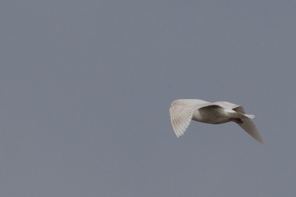 Glaucous Gull - ML632844821
