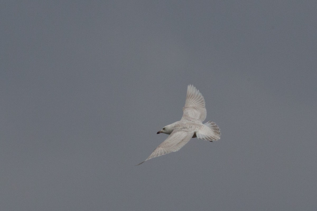 Glaucous Gull - ML632844822