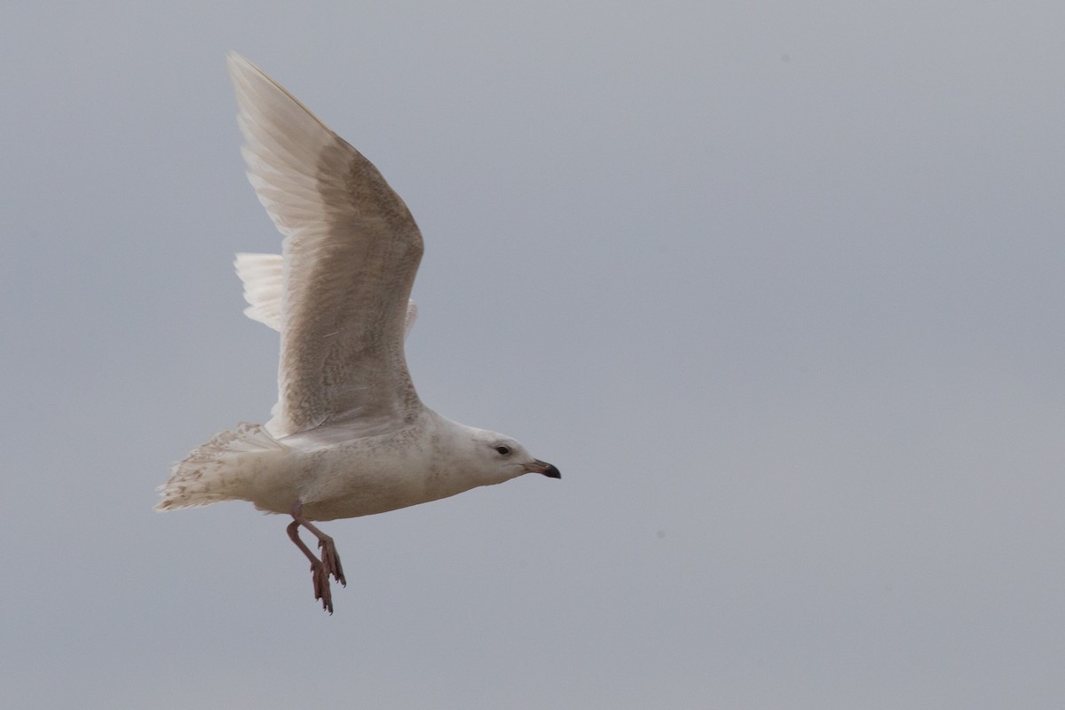 Glaucous Gull - ML632844823