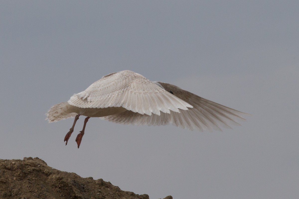 Glaucous Gull - ML632844824