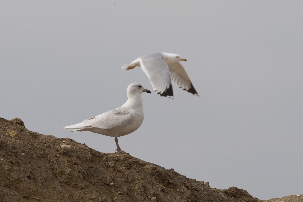 Glaucous Gull - ML632844825