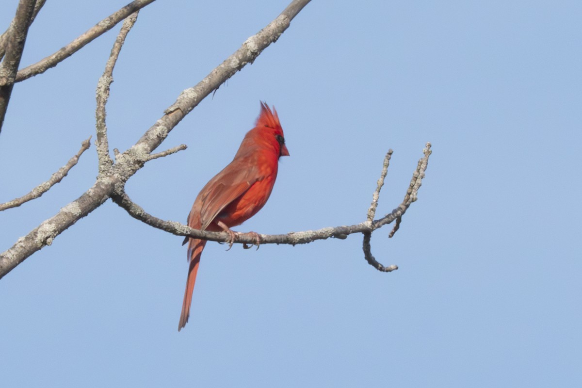 Cardinal rouge - ML632844877