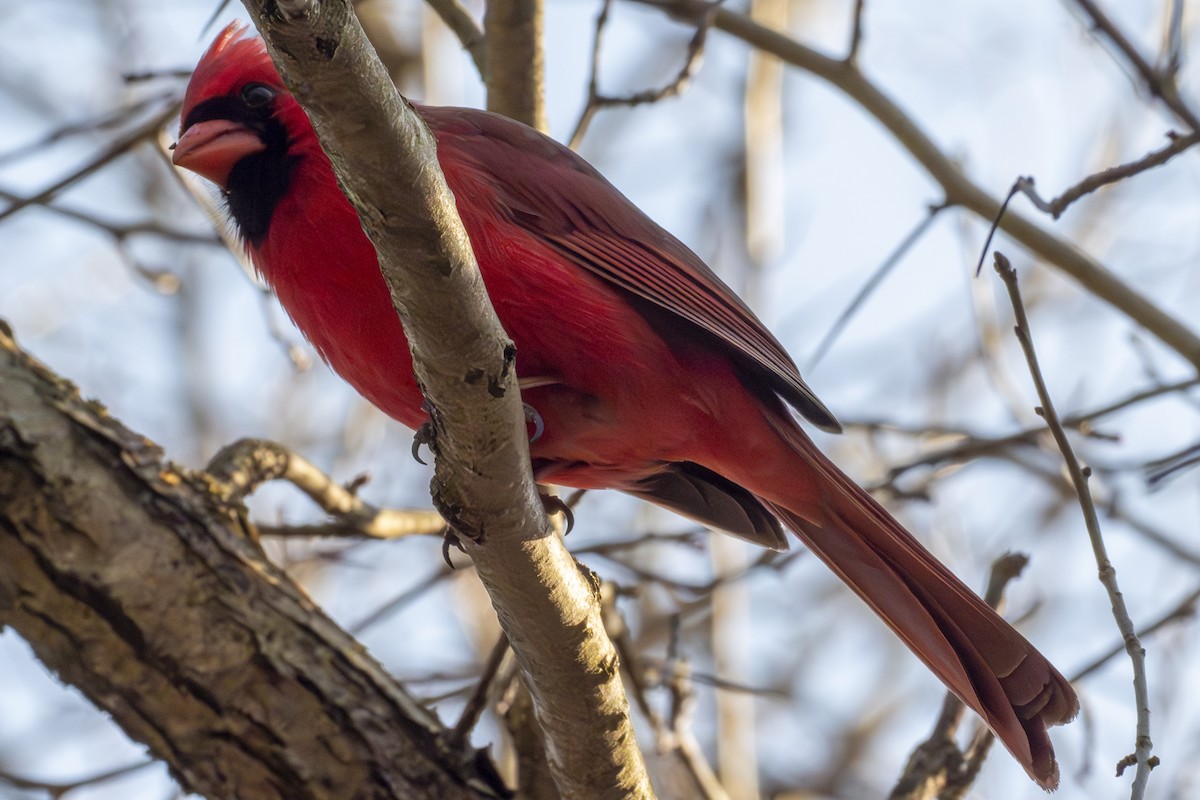 Cardinal rouge - ML632844878