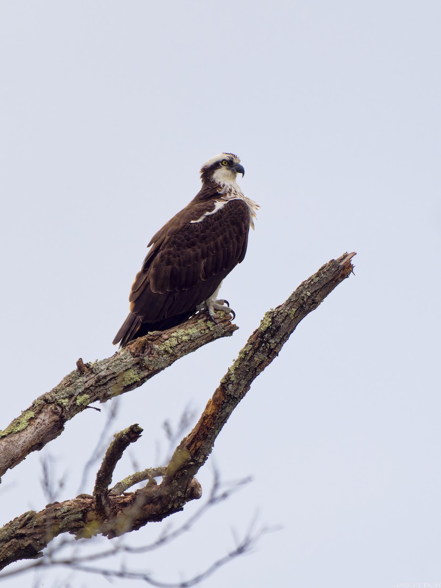 Balbuzard pêcheur - ML632845033