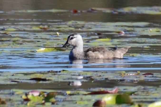 Cotton Pygmy-Goose - ML63284511