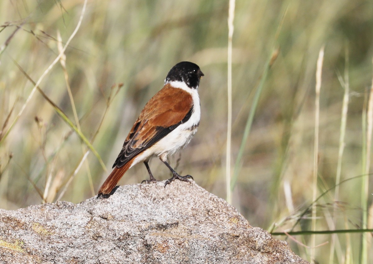 Black-headed Canary - ML632845206