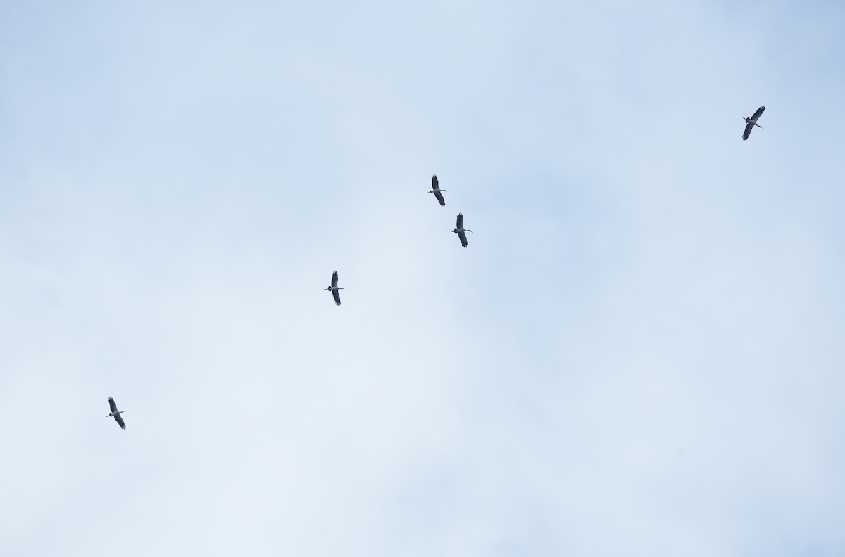 Asian Openbill - ML632845316