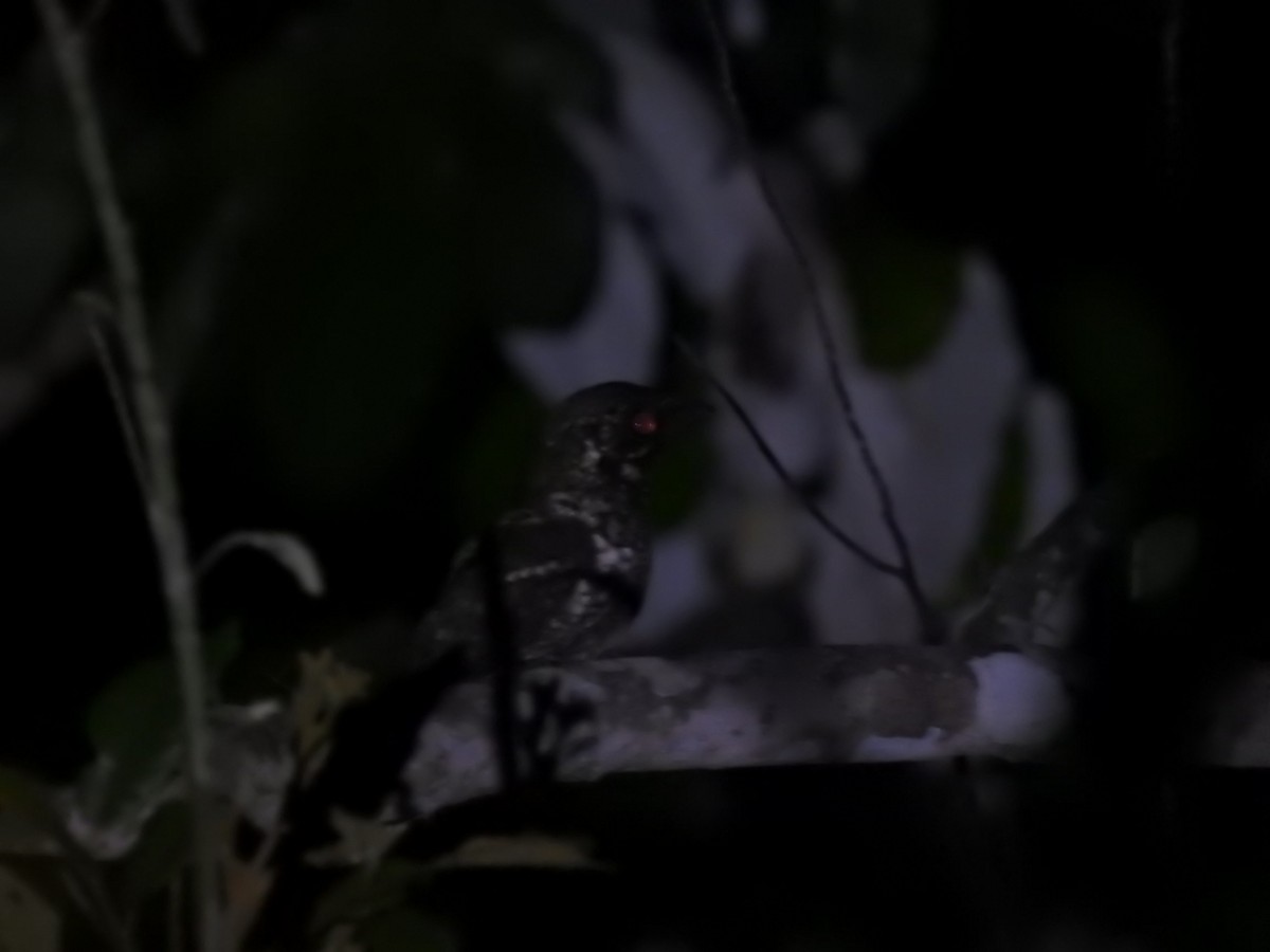 Cuban Nightjar - ML632845377