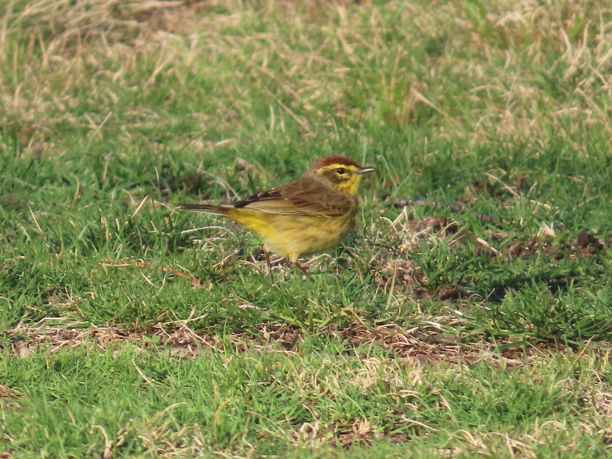 Paruline à couronne rousse - ML632845467