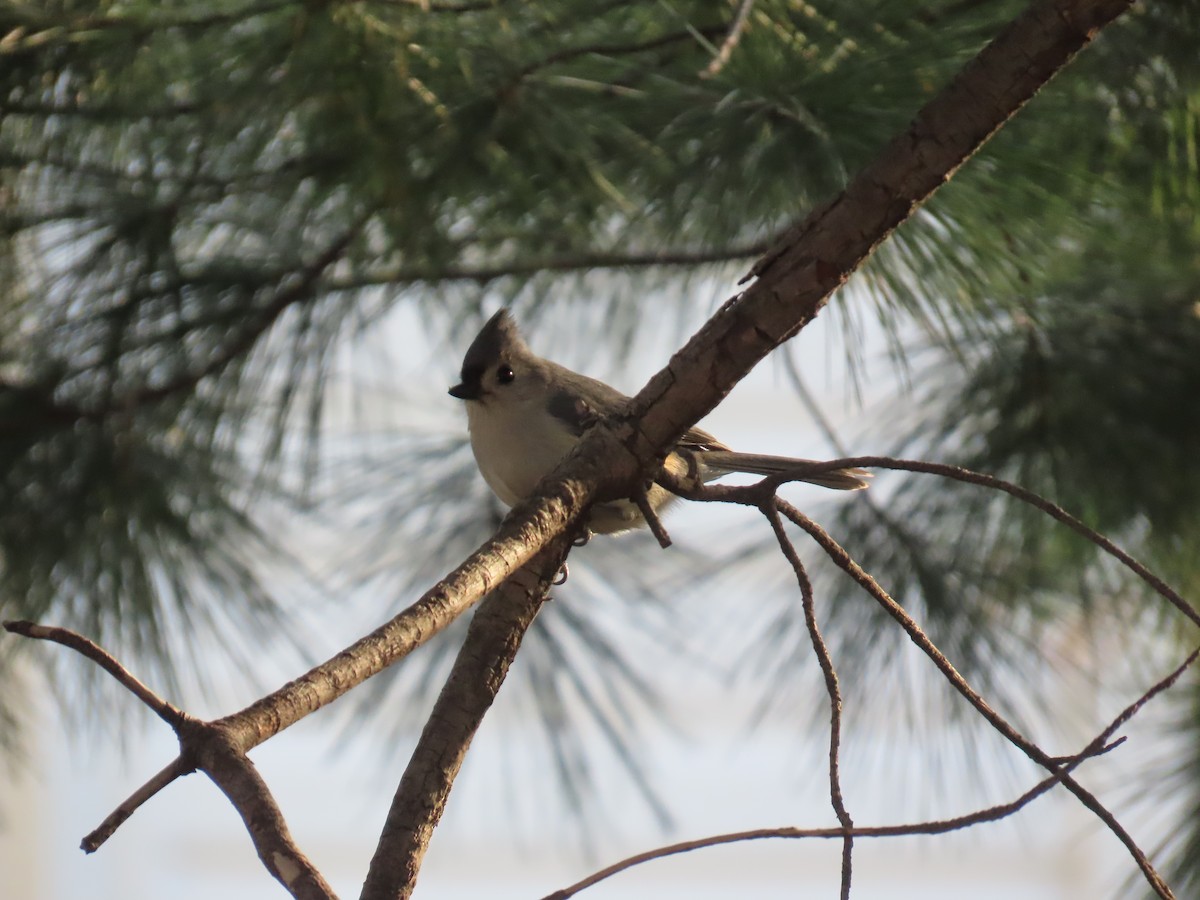 Mésange bicolore - ML632845490