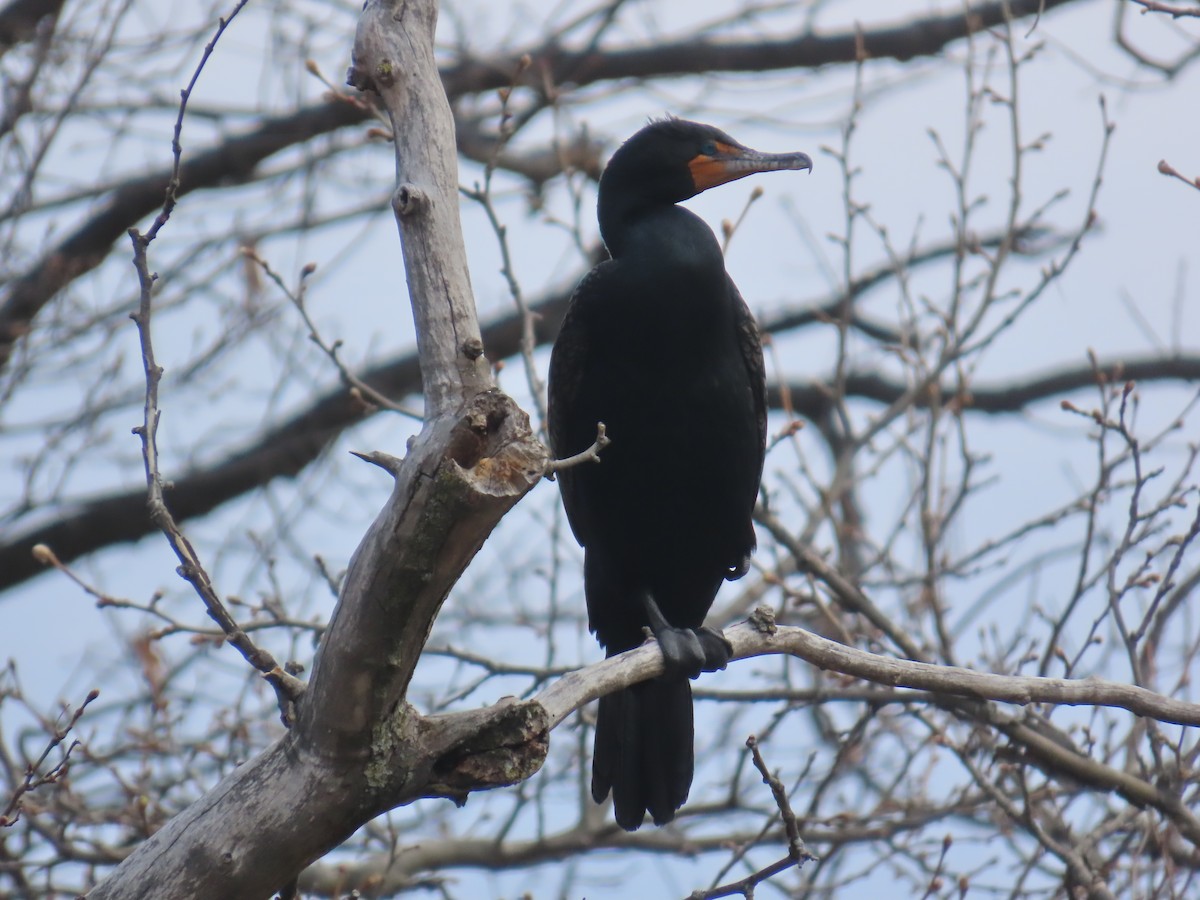 Cormoran à aigrettes - ML632845496