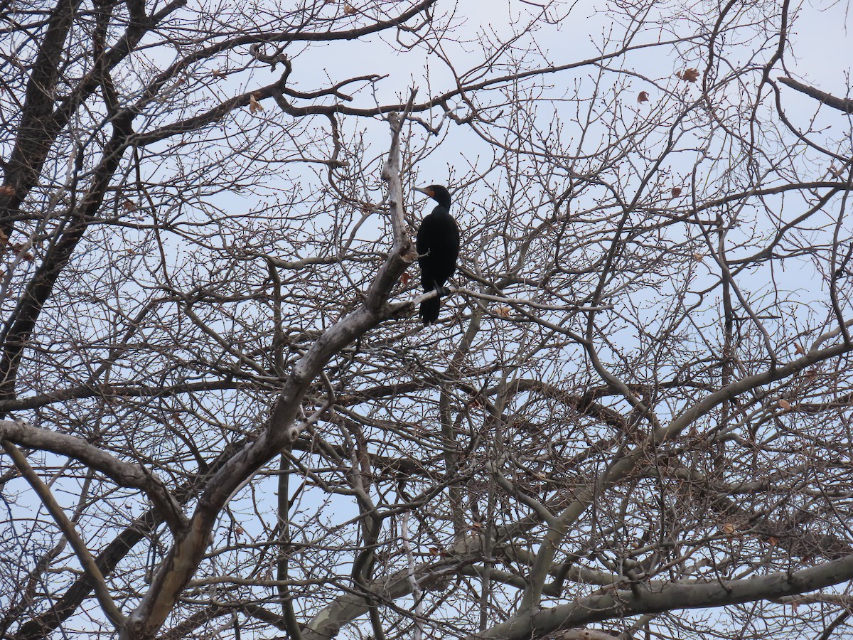 Cormoran à aigrettes - ML632845506