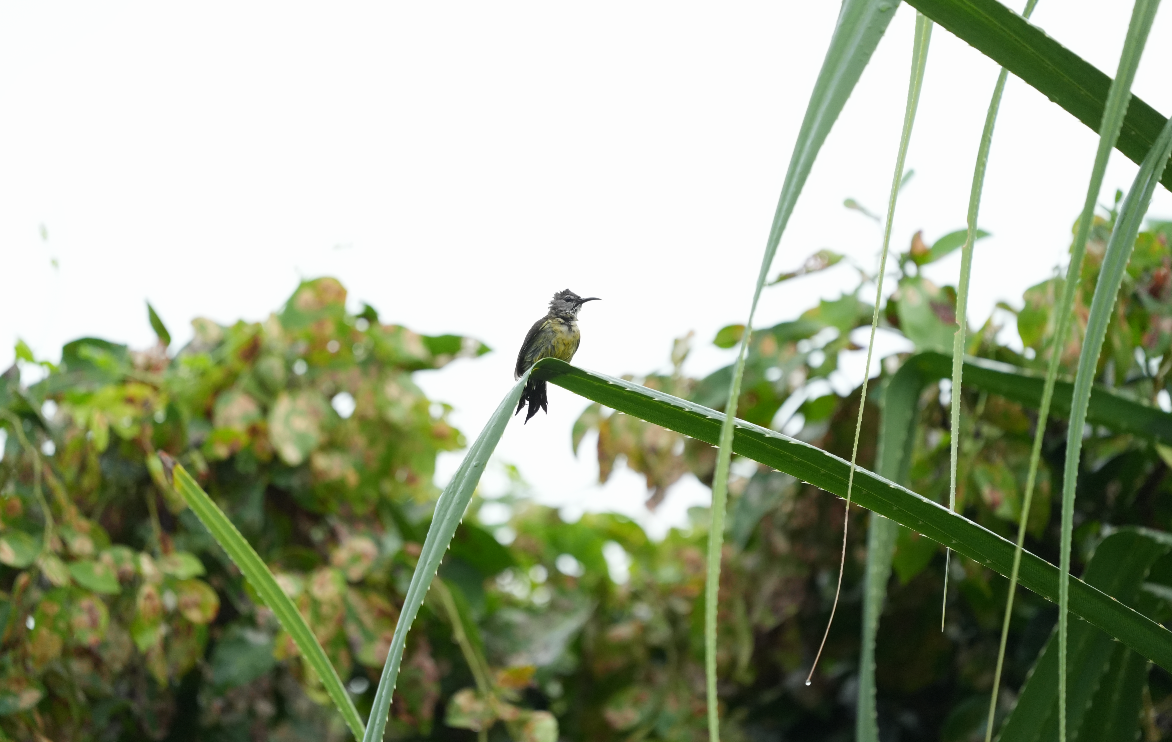 Copper-throated Sunbird - ML632845510