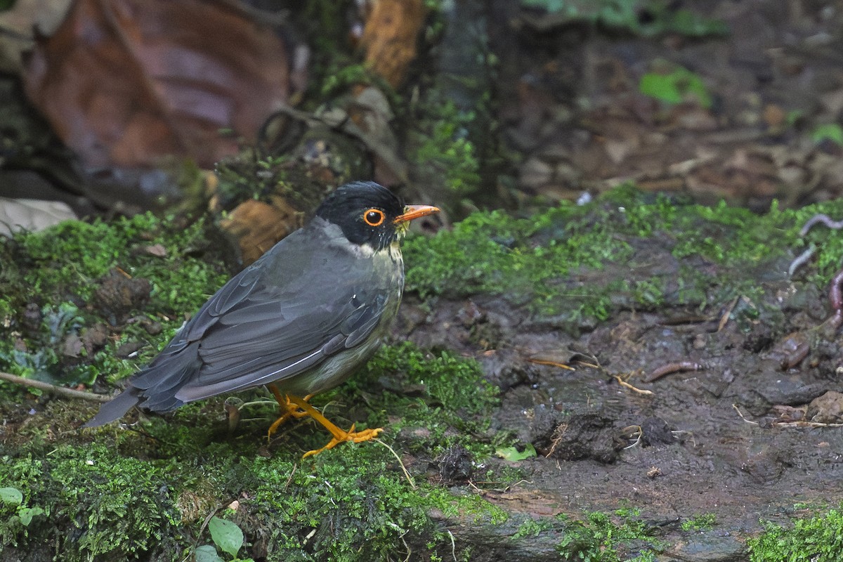 Speckled Nightingale-Thrush - ML632845556