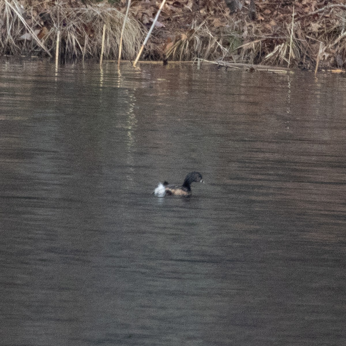 Pied-billed Grebe - ML632845557